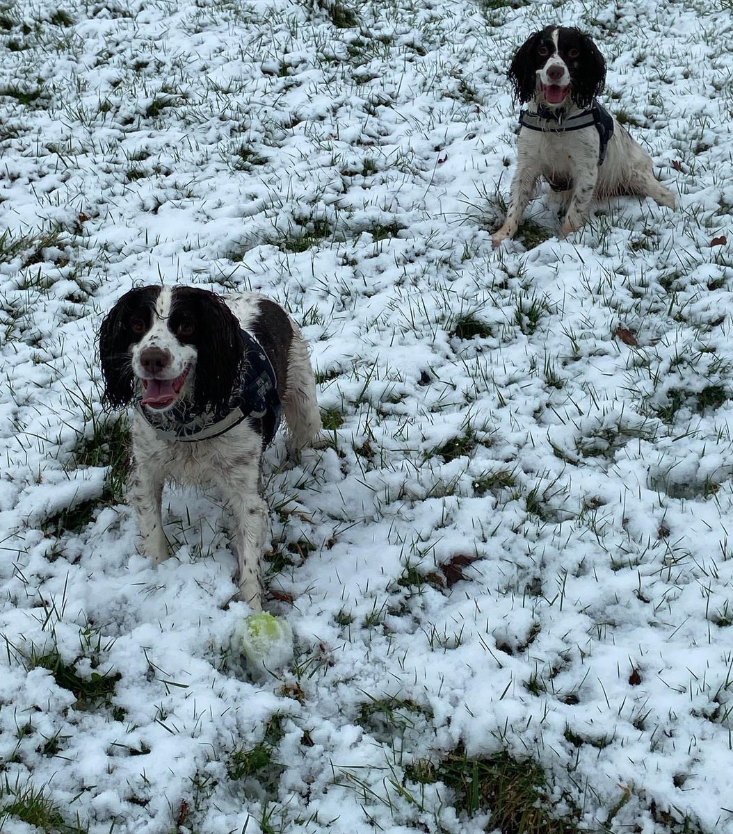 Sp Ch Insp Chris Smith (@hfdsspecialssci) on Twitter photo Great day out at <a href="/Crufts/">Crufts</a>. Nice catch up with PC Davies & PD Loki from <a href="/K999Cops/">West Mercia Police Dogs</a> & meeting colleagues from <a href="/WMPDogs/">WMP Dog Unit</a>.
Also met so many dogs I could have taken home but loved coming home to my two nutters - with lots of treats we picked up #happydogs Great day out at <a href="/Crufts/">Crufts</a>. Nice catch up with PC Davies & PD Loki from <a href="/K999Cops/">West Mercia Police Dogs</a> & meeting colleagues from <a href="/WMPDogs/">WMP Dog Unit</a>.
Also met so many dogs I could have taken home but loved coming home to my two nutters - with lots of treats we picked up #happydogs