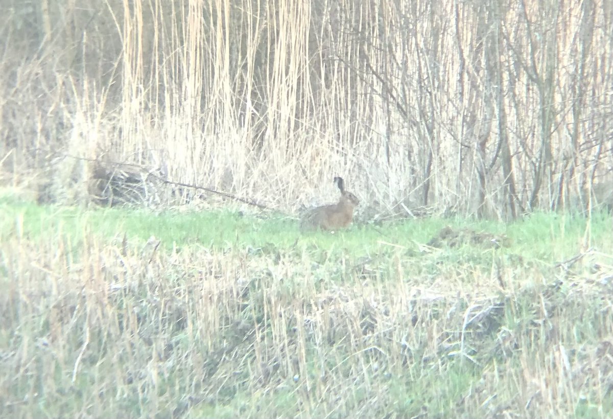 natuurjagers's tweet photo. 26 #reeën en een prachtige variatie aan ganzen, roofvogel, zilverreigers en hazen, veel hazen.
#reetelling 3 #reetelling2023 https://t.co/mQ3KrAGoNN