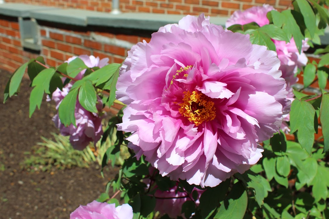 AdelphiU's tweet image. #SpringAtAdelphi is starting to bloom🌸