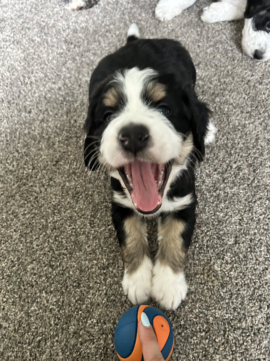 Ashley Bastock tweet media