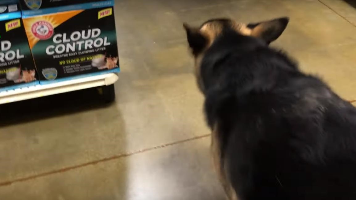 OS on Twitter "He doesn't even glance at the cat litter. Diesel