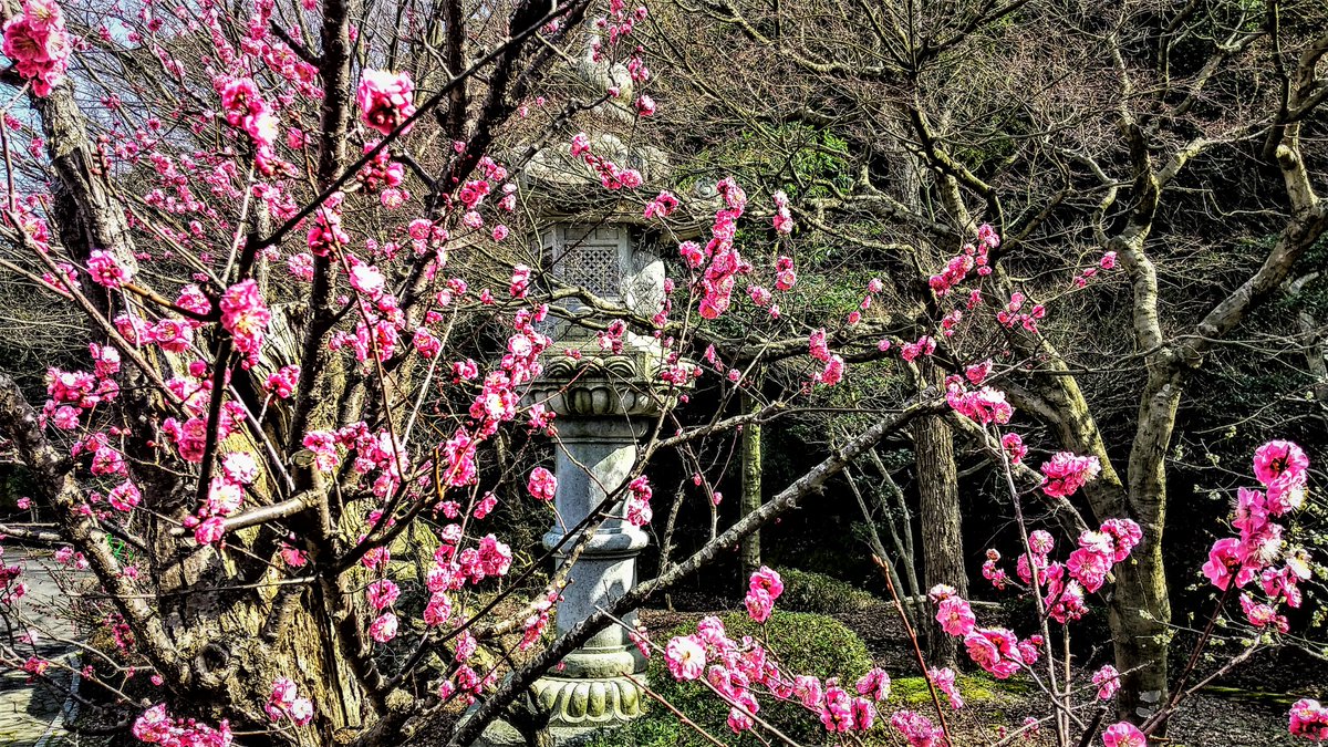 kurousagiX1's tweet photo. ●早春の布勢の公園の風景です。
・梅の花が咲いて、コブシの蕾も開き始めました。
…#鳥取 #風景 #布勢公園 https://t.co/j2XrbtD0Jn