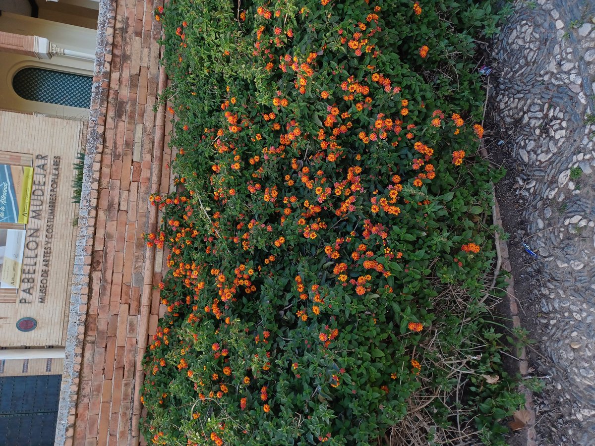 Mariotorrx's tweet photo. Hoy he visto florecillas 🌼 🌷 🌹 🌺 https://t.co/7vidPJnhmW