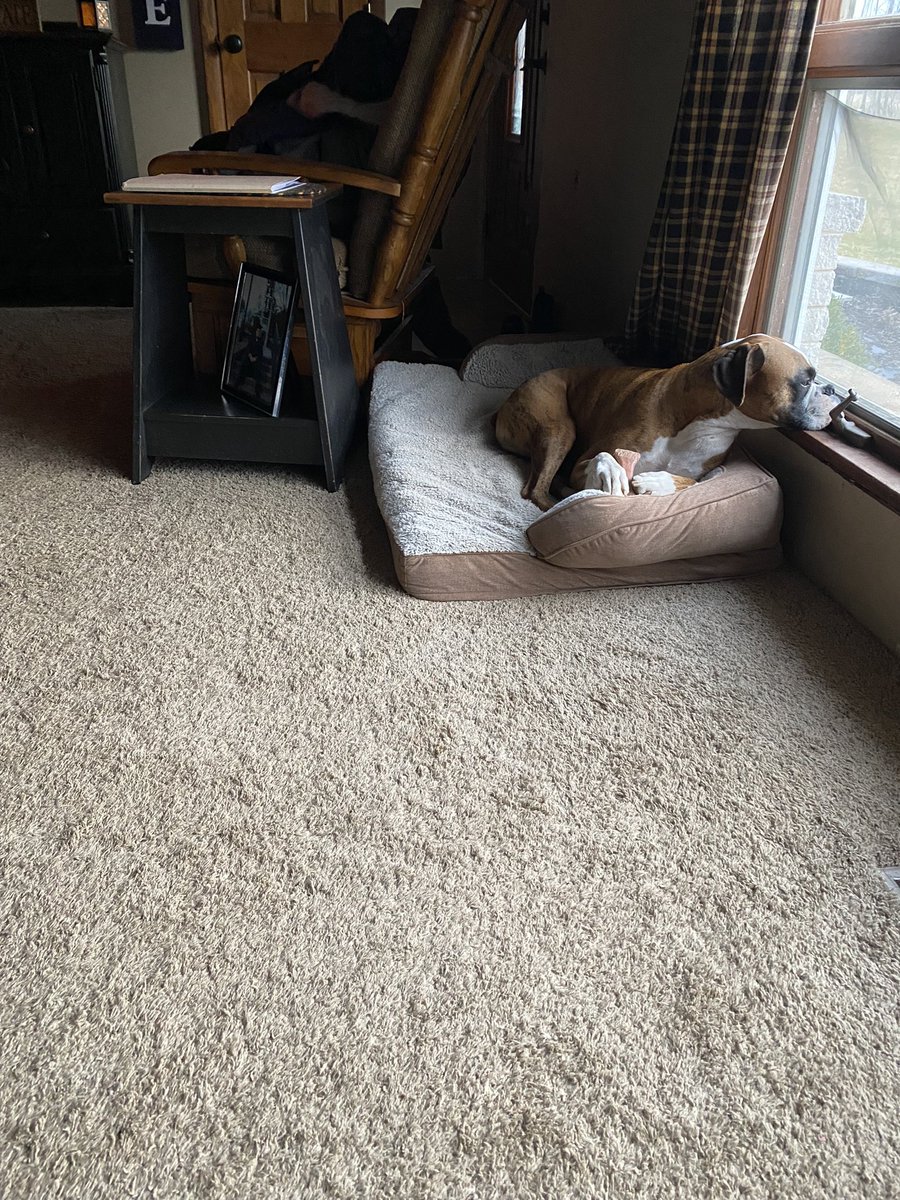 Another boxer Pondering life #boxerdogs #boxerdogsoftwitter #DogsofTwittter #boxers