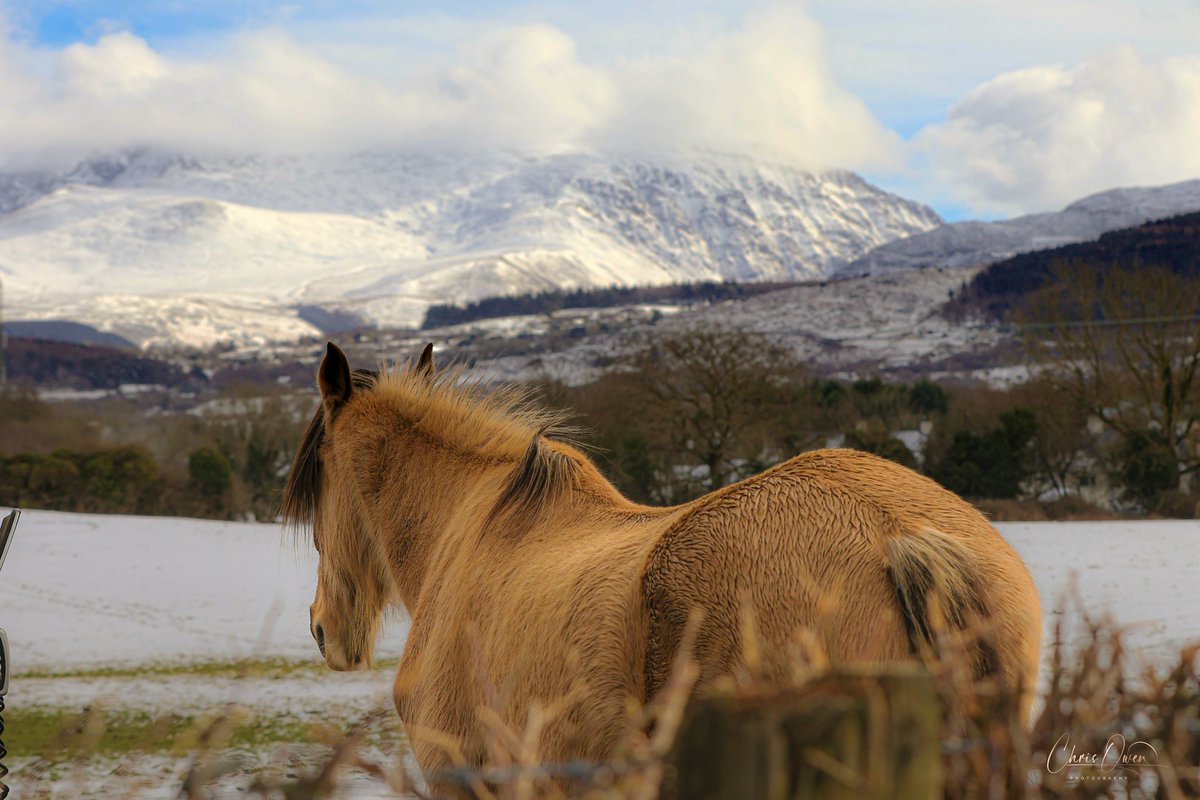 A beautiful horse, beautiful winter scenery ❄️📸🏴󠁧󠁢󠁷󠁬󠁳󠁿
#northwales #wales #snowdonia #visitwales #cymru #discovercymru  #snowdonianationalpark #nature #landscape #landscapephotography #mountains #photography @S4Ctywydd @visitwales @AP_Magazine @DPMagazine