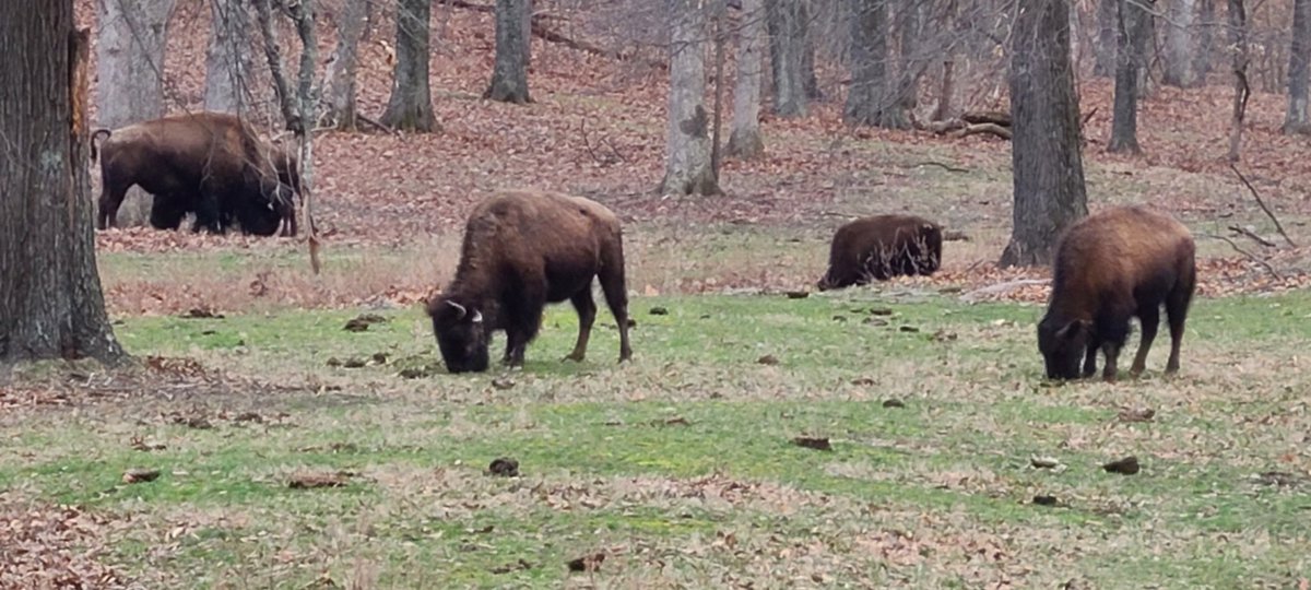 But did you see elk and bison today?