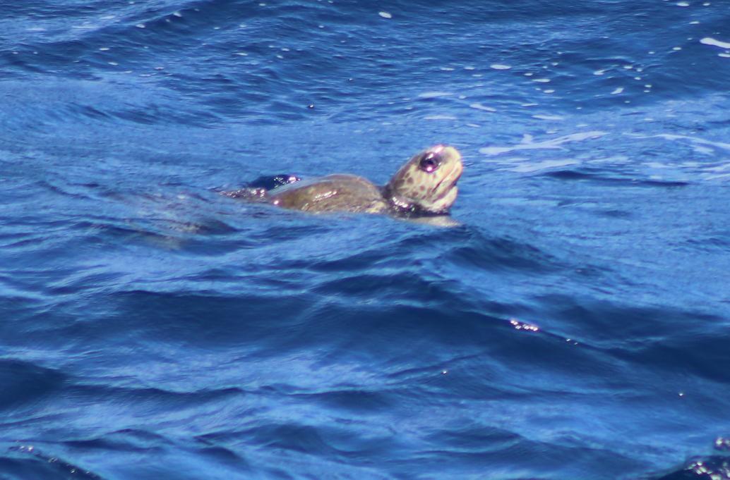 #smartexccz day 36: assisted the multibeam team in the ROV van, started writing my first cruise paper and saw a turtle... #lifeofanacademic
