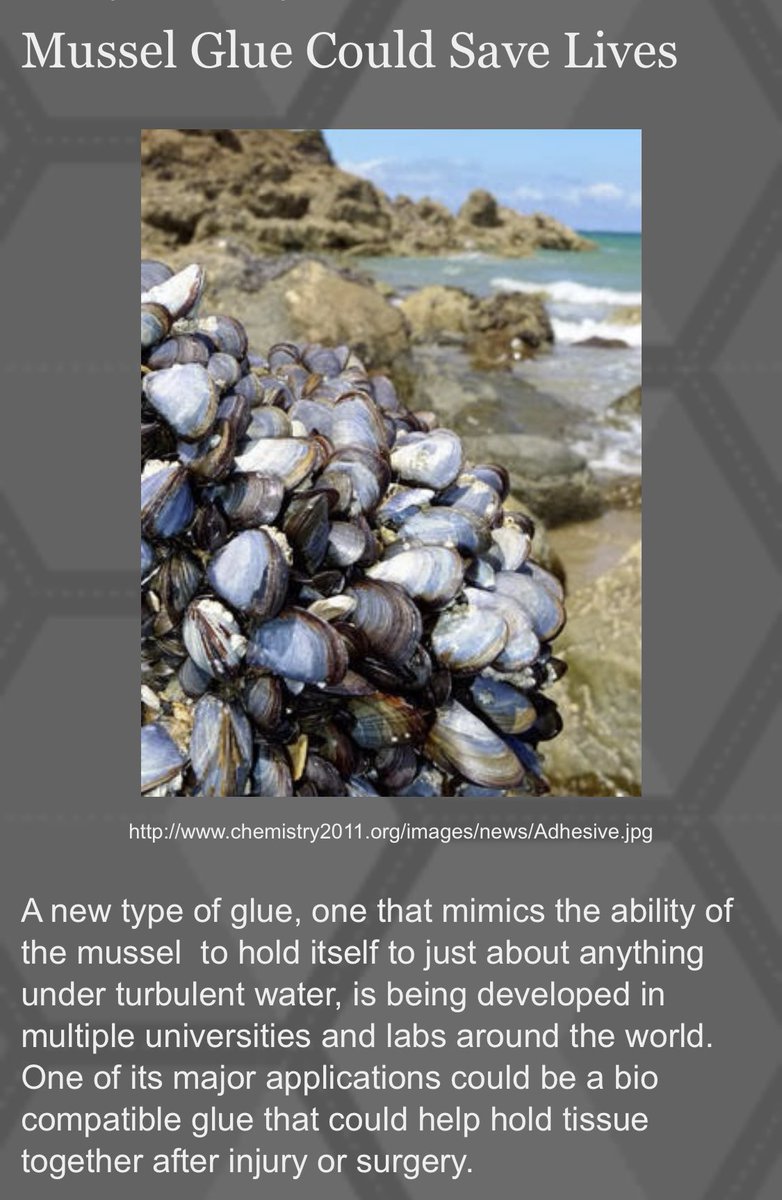 SciencePlume's tweet photo. #scienceweek for year 9 will involve the fascinating concept of biomimicry. Biomimicry is when scientists model new ideas on phenomena seen naturally in living organisms. 
An example is mussels gluing themselves to rocks. 
Year 9s will be making and testing glue. https://t.co/TjK2lbYWbK