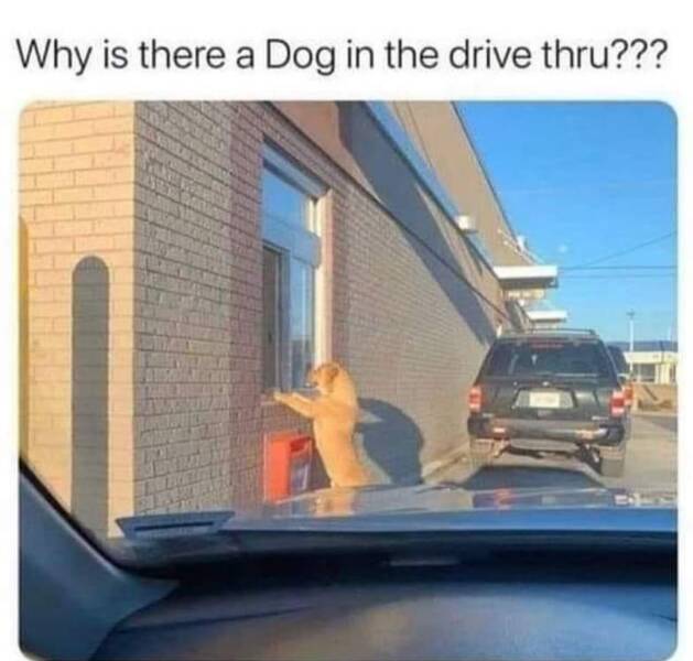 gnuman1979's tweet photo. Why can't I be in the drive thru Bob? Mind your own damn business you nosy fuck. https://t.co/KgLfNa583g