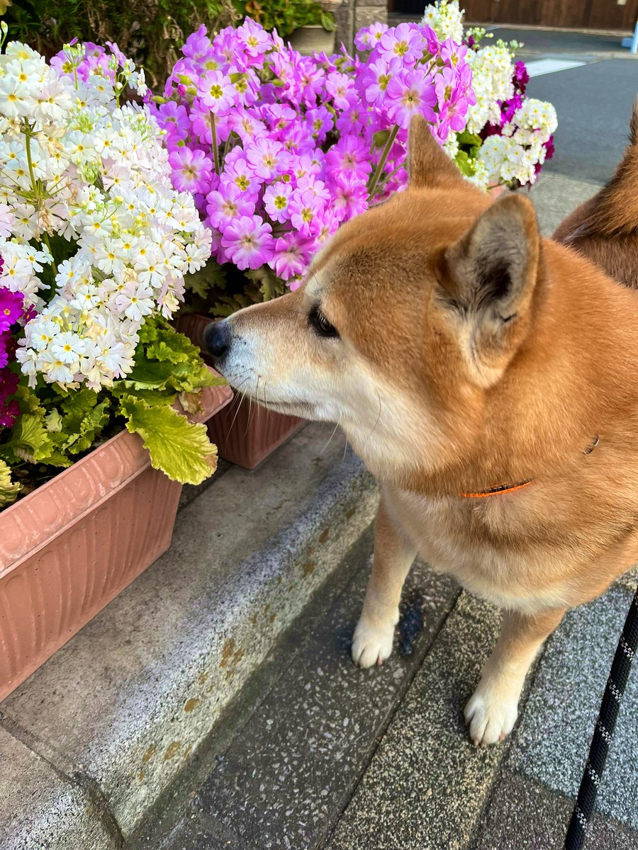 ＃花 ＃写真
＃柴犬 ＃shibainu ＃犬 ＃dogs

春を感じるね♪ https://t.co/0WCZVAjLaH