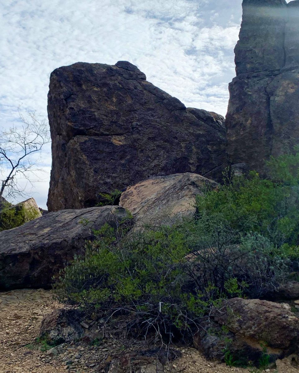 totallytucson's tweet photo. Happy Saturday, #Tucson! Dreamy day, 74 degrees. Hiked near #GatesPass this morning up and around high rock boulders on Golden Gate Trail, east of Chaparral Trail. Fresh aromas and ocotillos trying to bud. Peaceful, a bit steep in places, but doable. @VisitTucsonAZ @SaguaroNPS https://t.co/c2WTp7KJDL