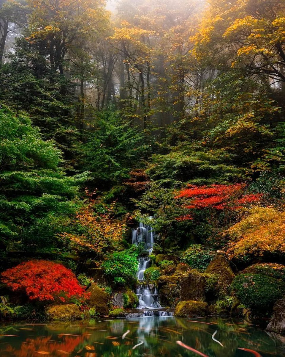 So much colours in one beautiful Japanese garden 🍂 🌲 

📍Portland Japanese Gardens, Oregon - USA 🇺🇸 

🎥: (ig) johnbyrnphotography

#japanese #japanesegarden #visitjapan #visitusa #traveldestinations #travelphotography #travelblogger #travelidea #traveltheworld #pix_of_places