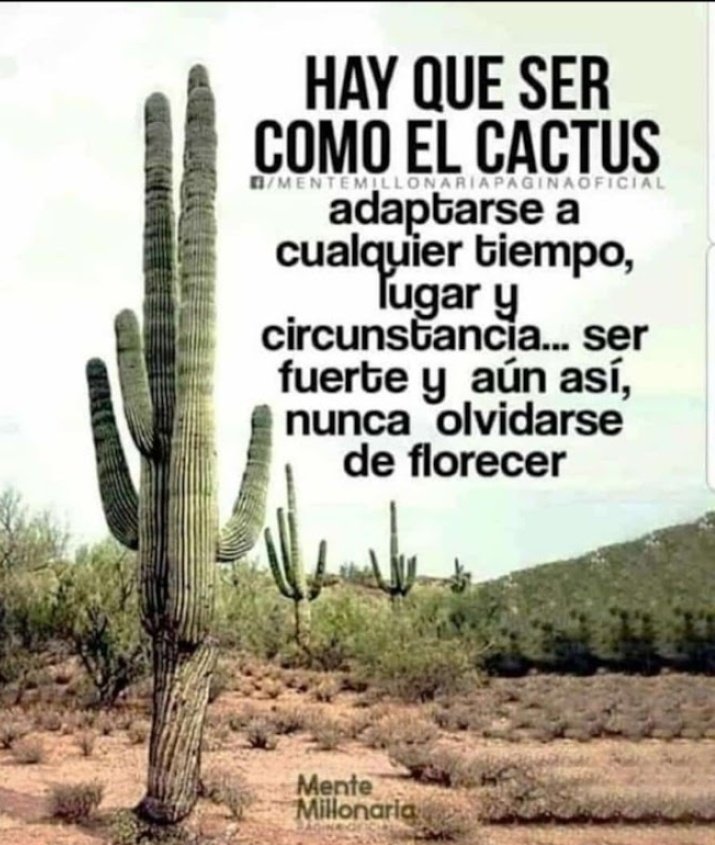 #SoleimaniVive Feliz tarde, seamos como el cactus 🥰🥰 @Alvarex2808 @MkPatriota @AlcidesR11 @AnaPadi86161632 @AVEFENIX2905 @cedenomarialulu @Enrique42139 @jesussvm1 @jmhgomez1 @Josefinc055 @jv280975 @kristof8419 @LiccienAlexis @Olinto012 @delvallefavi @Twi_Liccien @MamJosefina1