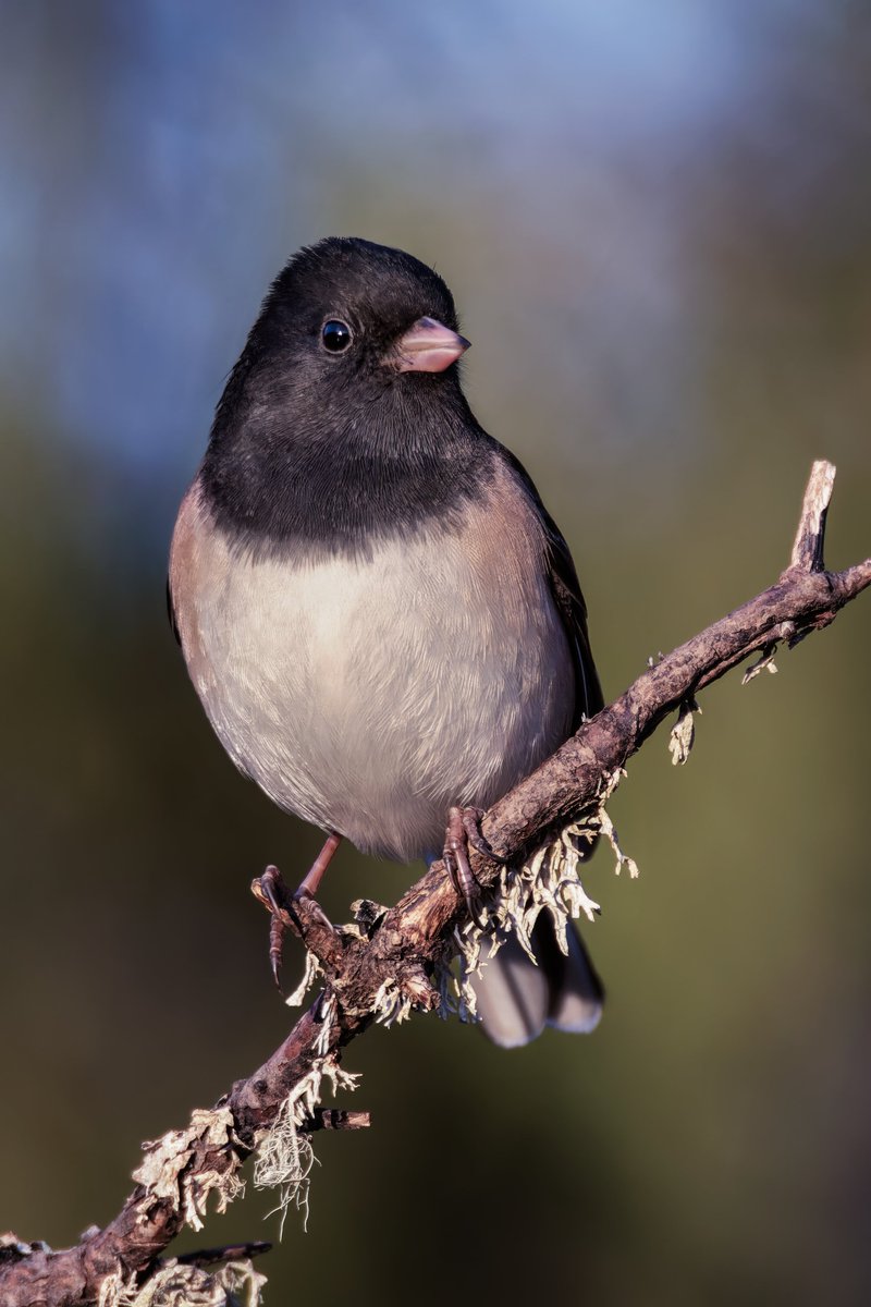 MarkHeathering3's tweet photo. Dark-eyed Junco (Junco hyemalis) Oregon Junco

#birdphotography #birding #wildlifephotography #markheatheringtonphotography https://t.co/aAfRyciJYh