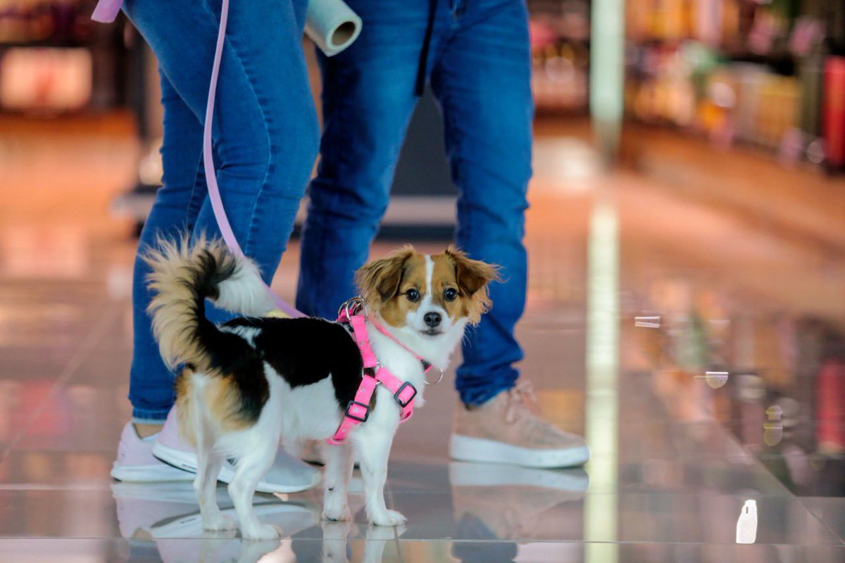 Noticiero El Salvador 🇸🇻 on Twitter "Los viajeros nacionales y extranjeros cuentan con una zona