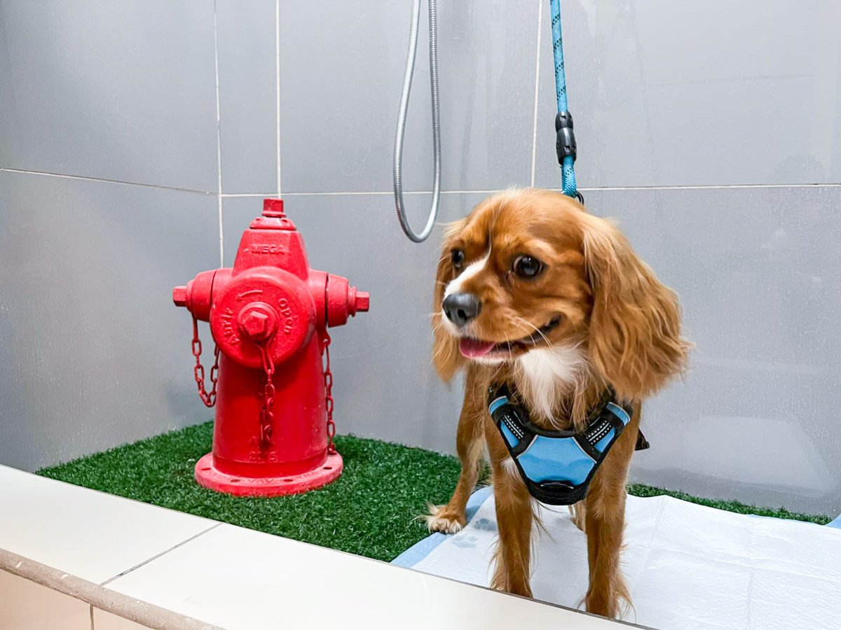 Noticiero El Salvador 🇸🇻 on Twitter "Los viajeros nacionales y extranjeros cuentan con una zona