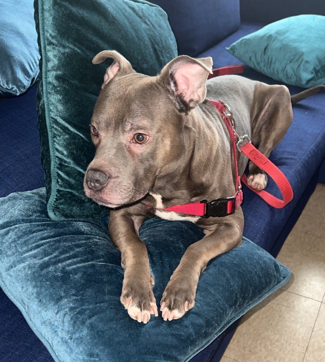 Kathleen Pfeiffer on Twitter "RT NMBewitched 🆘Kill Command🆘 NYCACC