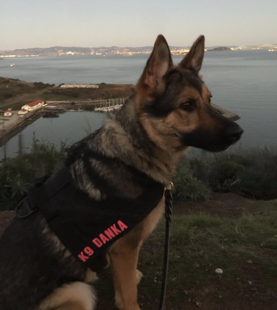 We are now offering K9 behavior consulting and training!! More to follow soon 🐾🐾 #k9 #k9behavior #k9training #k9team #k9danka