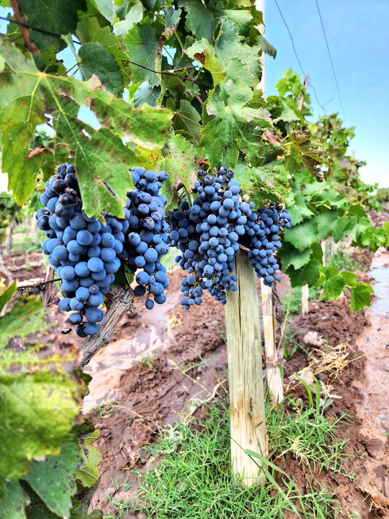 La experiencia <a href="/vinaaliciawine/">Bodega Viña Alicia</a> es algo que recomiendo a todos los que vengan a Mendoza. Gracias <a href="/MattBerrondo/">Mr. Puntos susp...</a> por recibirnos..