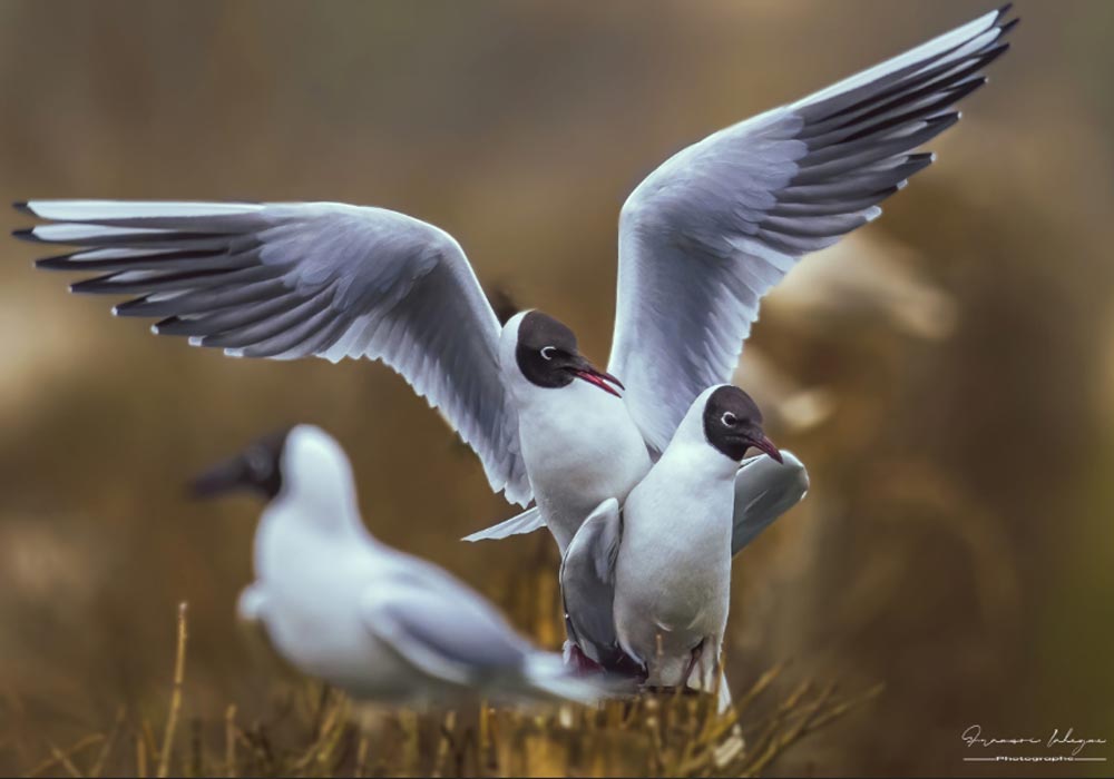 32ème Festival de l'Oiseau et de la Nature en baie de Somme (France) du 23 au 30 avril 2023 ➡️ Cliquez sur ce lien pour en savoir plus : ornithomedia.com/agenda/32eme-f… #oiseaux @FestivalOiseau @hautsdefrance @hdftourisme