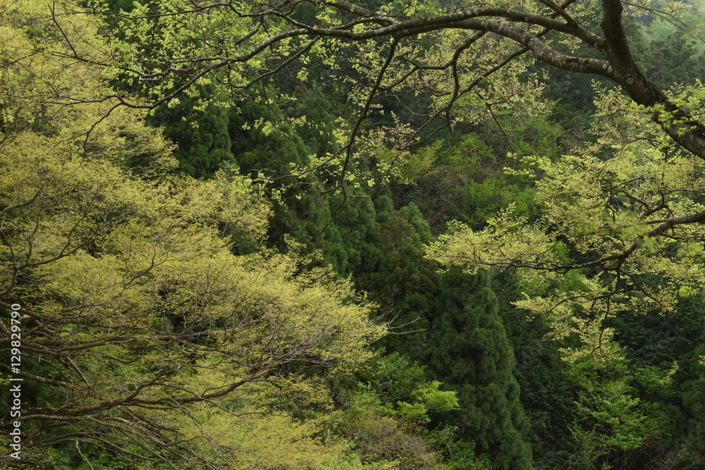 velvia100's tweet photo. Forest of fresh green
https://t.co/cktfRwolk5
#Spring #freshgreen #youngleave #groveofmixedtrees #forest #cedar #tree #green #nature #landscape #Japan https://t.co/lH47rBHNV7