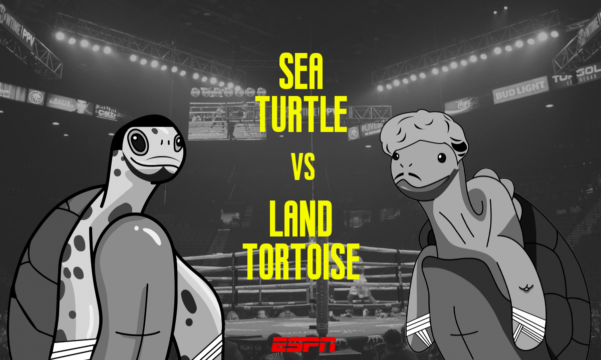 ECClubNFT's tweet photo. This topic is very serious: What kind of turtle are you? 

Free mint is live: https://t.co/AyC4ne1dL7

#EnchantedCreatures #Galapagos https://t.co/X9v6Q5Nf9A
