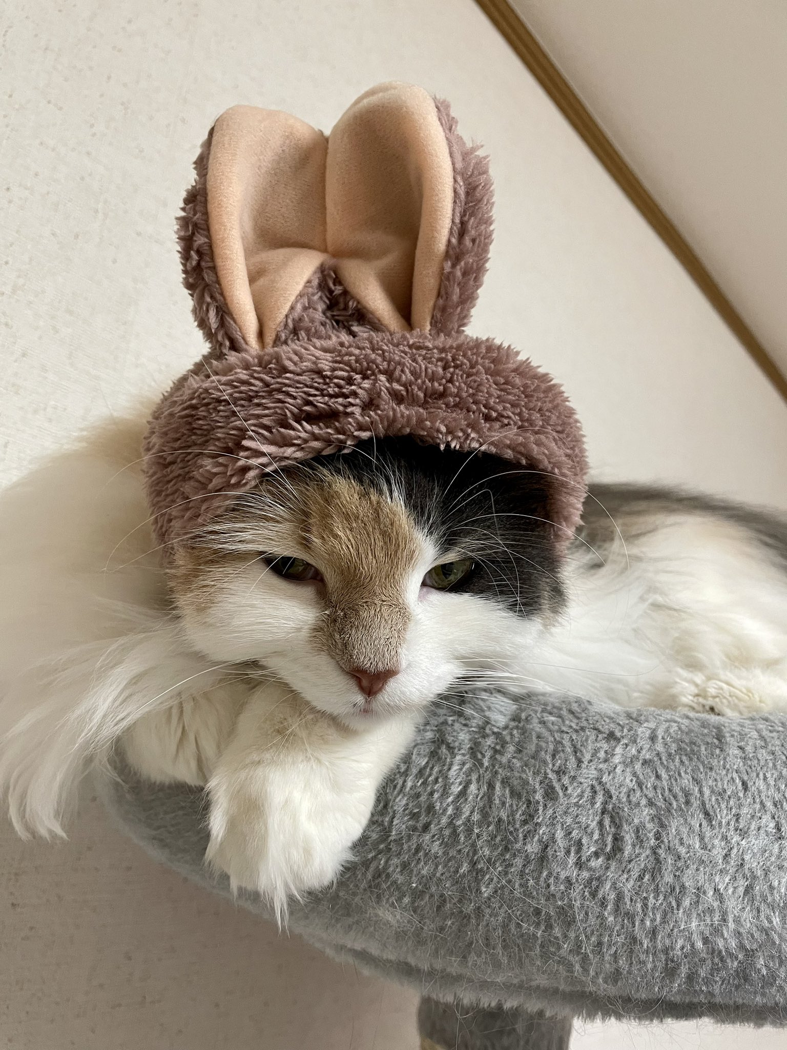 ねこうさぎ ねこうさぎ - YouTube