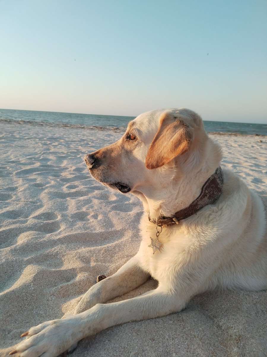 susi_vd's tweet photo. Playita y chochis, best combo✨ https://t.co/s8qZu7jUms