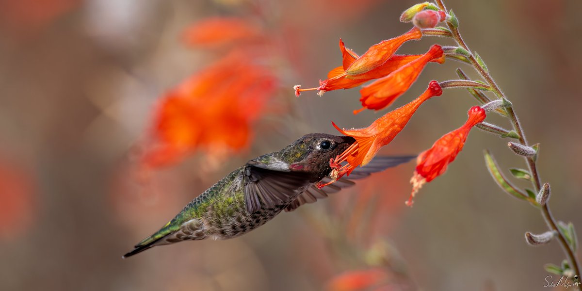 The little things in life... #hummingbird #birds #nature #bird #hummingbirds #NaturePhotography #birdphotography #birdwatching #hummingbirdphotography #photography #birding #California #flowers #birdlovers #bestbirdshots #Canon #annashummingbird