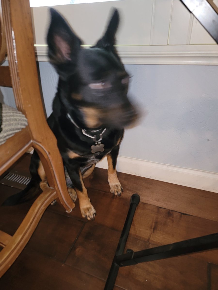 OMG. Just ... I can't ... even. The dogs found the dog cbd gummies for vet visits and car rides and then had the munchies while I was out showing houses
#DontTellDad #PotheadDoggos #WowLookitTheColors ...