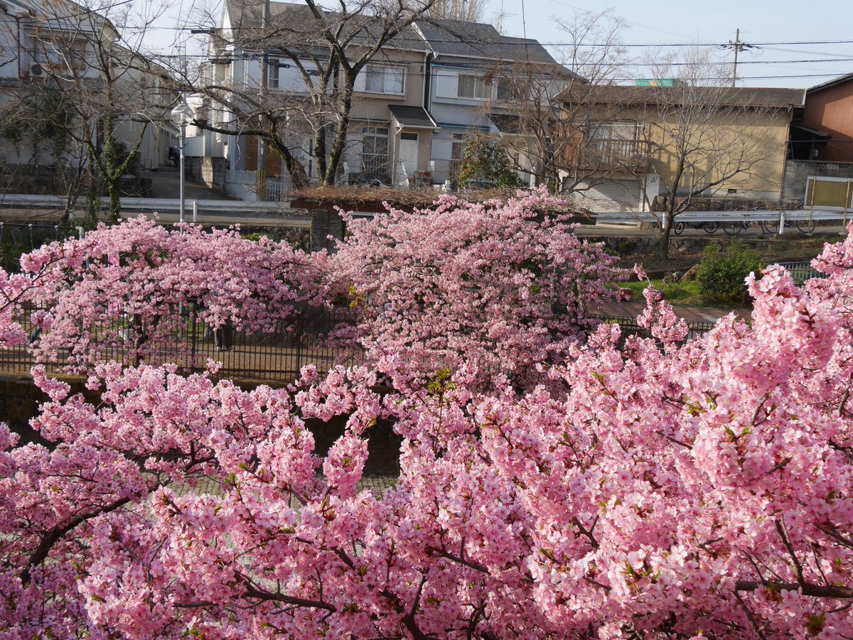 t_namba's tweet photo. 淀の河津桜、満開で綺麗でした。バイクで走ってると気持ちいい。
#XT660R #YAMAHAが美しい #バイク乗りと繋がりたい #京都 https://t.co/UTfe1UicPi