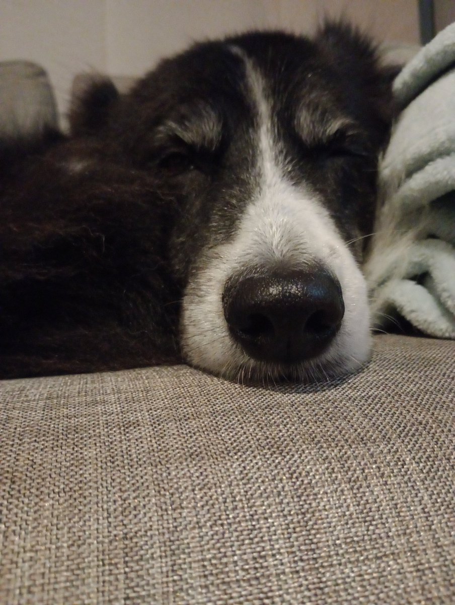 CooleraConnor's tweet photo. ¿Tienen que salir en la noche y no quieren dejar a su mascota sola? ¡Yo les ayudo! Hoy estoy cuidando a Lupe de 6:00 pm a 2:00 am. Me encargo de comida, paseo y lo más importante, que se sienta tranquila y acompañada
IG: cuido.a.tu.mascota
FB: Cuido a tu Mascota 
WP: 3203642344 https://t.co/mOLf9DCl1C