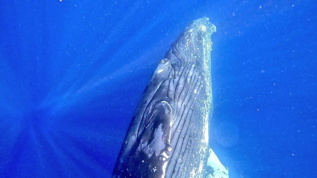 DIVESHOPTAIL's tweet photo. 今年も良いクジラに出会えてます。
#ホエールウォッチング
#ホエールスイム
#加計呂麻島
#奄美大島
#ザトウクジラ https://t.co/pn0Yew0CHY