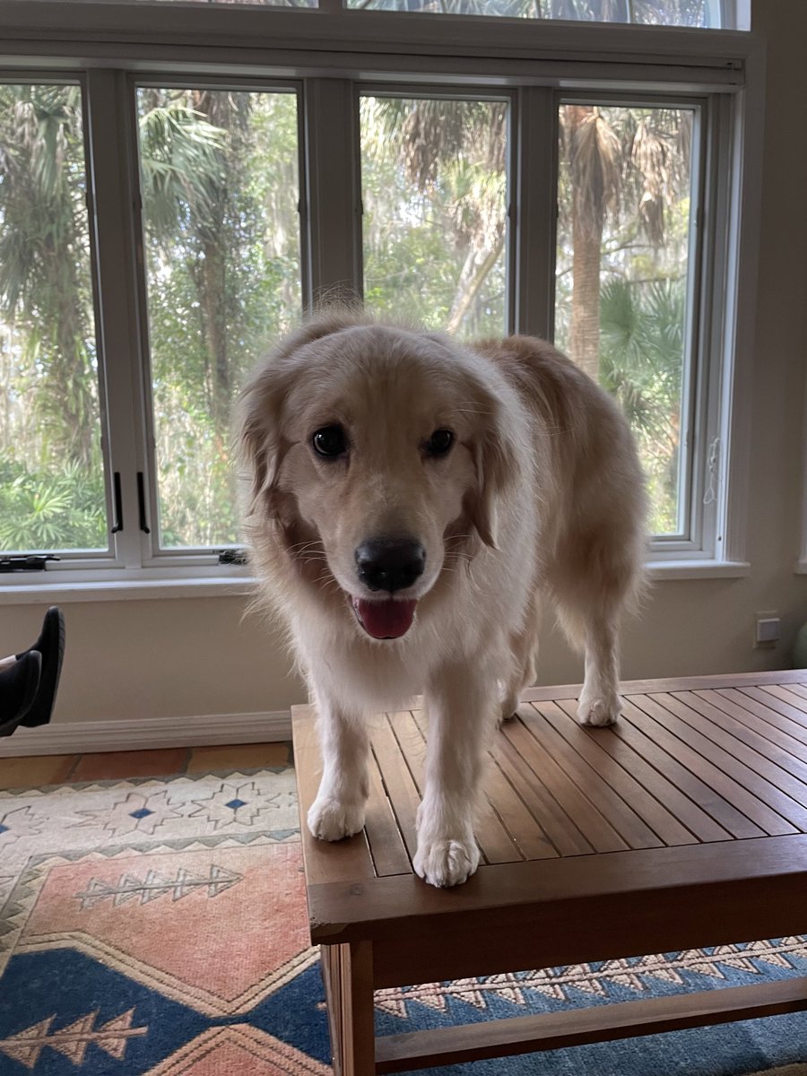 LynnRucker8's tweet photo. Prayers please? Young Missy, my sister’s Golden, has a scary lump/cyst on her back leg. Biopsy on Tuesday. My sister lost her husband recently and we are so worried about this issue.
‘ https://t.co/Fd9CdnNbKv
