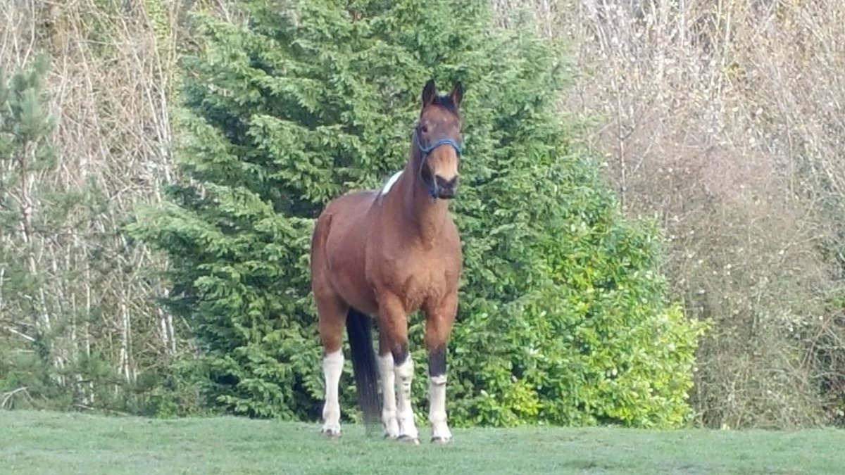 Stand tall in your tracks.

#photography #horses #staystrong
#thinkbig #runfast