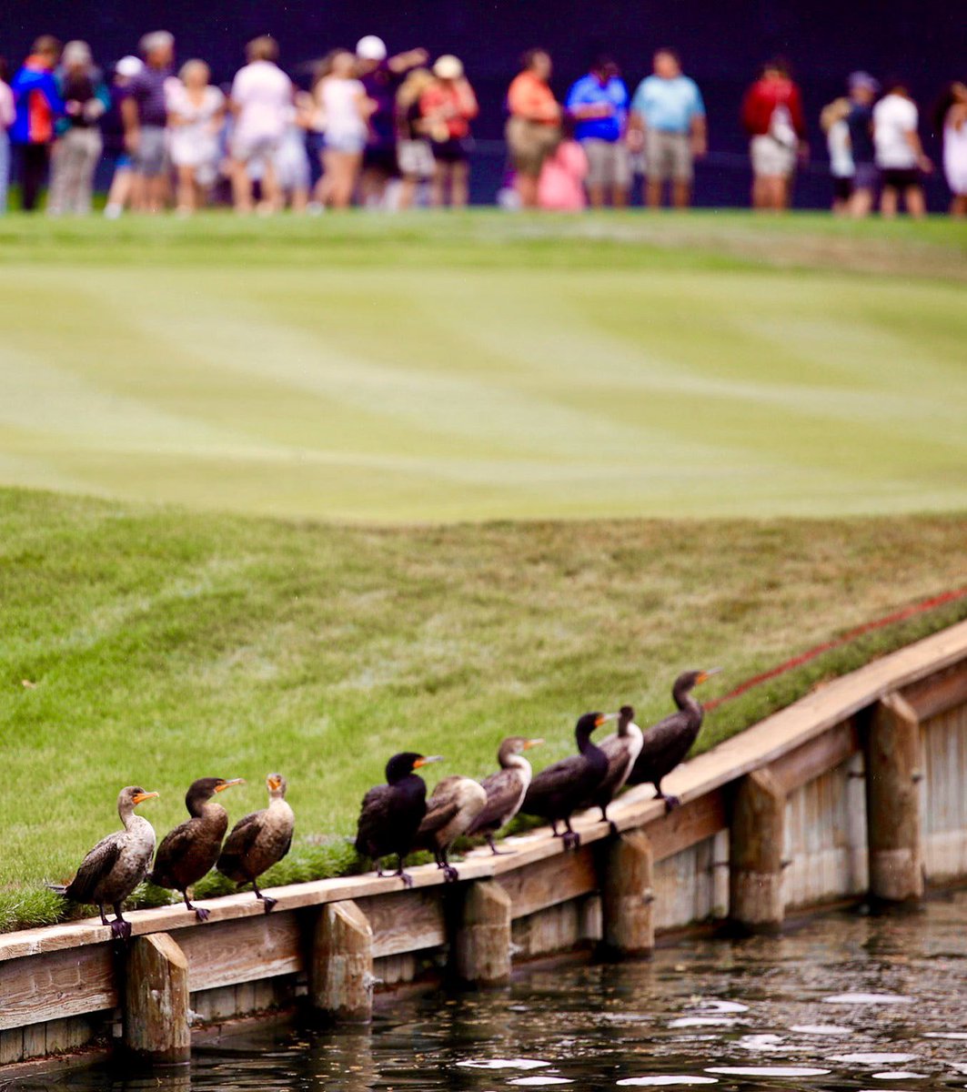 CentralPCGolf's tweet photo. “Golf is not for the birdies” It’s for ducks too LOL https://t.co/f0huMYypLc