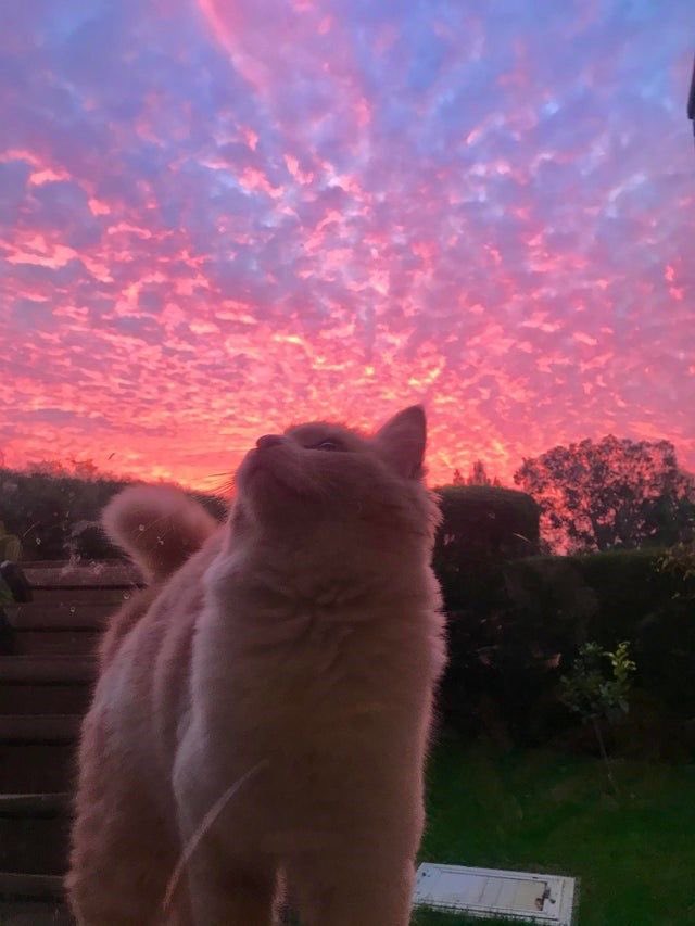 Catloverig's tweet photo. #CatsOfTwitter #CatholicTeachers #cat #Caturday #CatCeoCoin https://t.co/jMZQzRUVFz