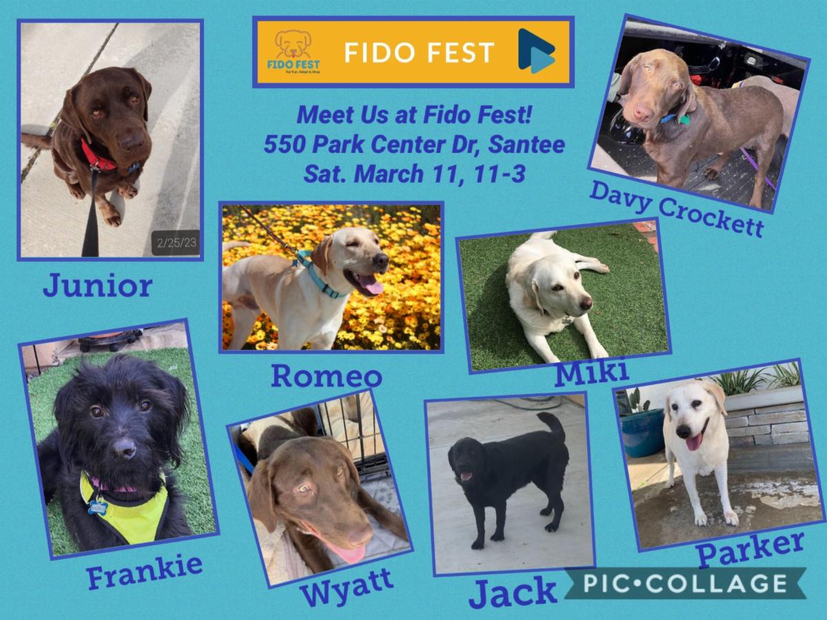 LabRescuersSD's tweet image. conta.cc/3L6VP3I