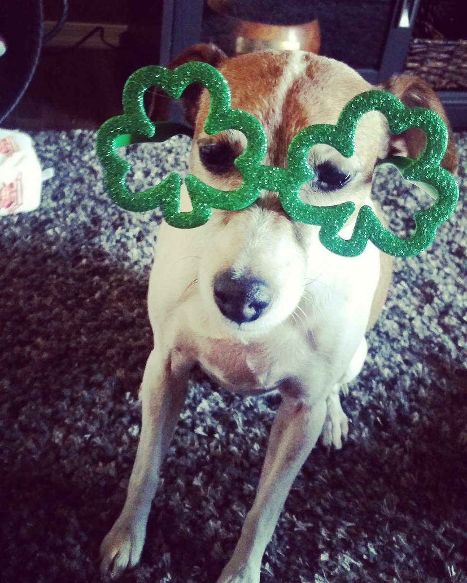 Hokuwear's tweet photo. Sending my peeps some shamrock love💚🍀🐾 #dogs #dogsoftwitter #shamrocks #StPatricksDay #thursdayvibes #tbt #doglovers #cutedogs #lucky #jackrussellterrier #animals #jrts https://t.co/aKu3J5ASHQ