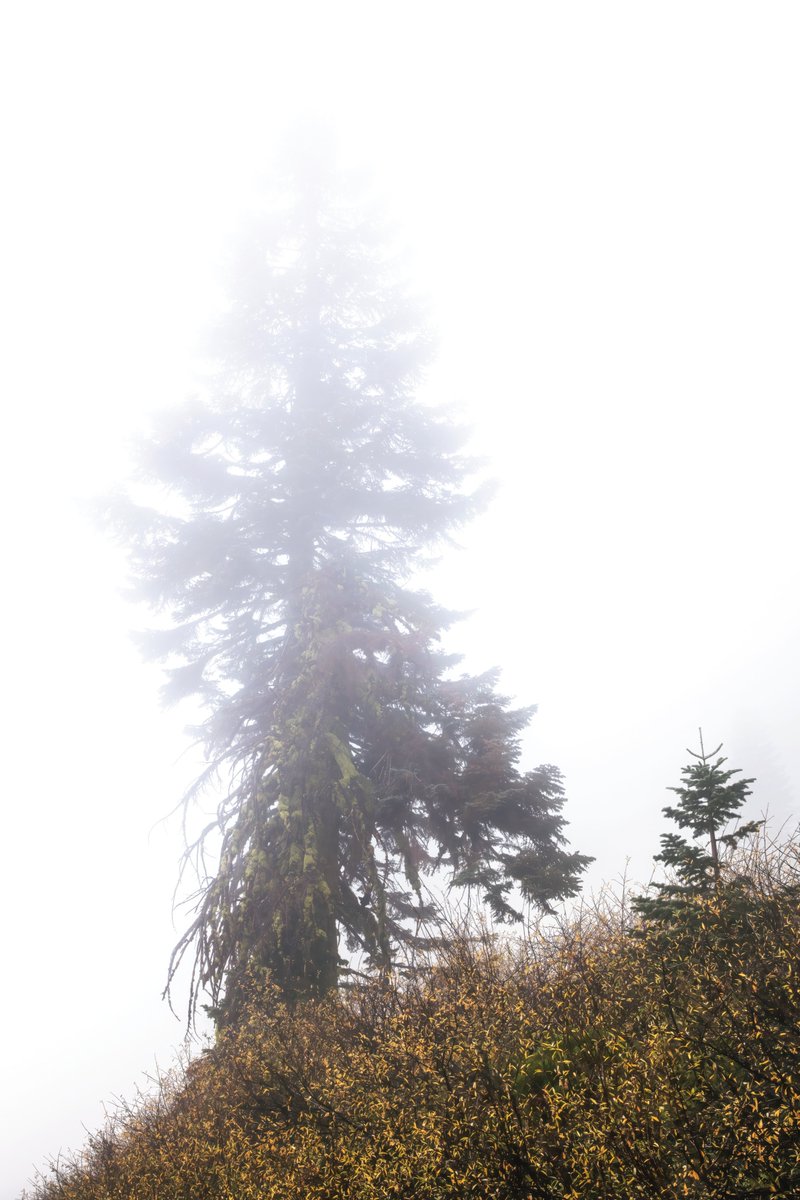 MarkHeathering3's tweet photo. Tree in the Clouds

Taken along the Pacific Crest Trail on a rainy afternoon.

#landscapephotography  #NaturePhotography  #pacficcresttrail #markheatheringtonphotography https://t.co/hxFHT8yXM5