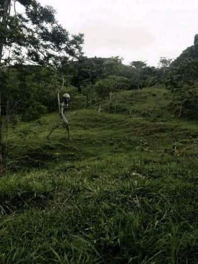 ARTUROSAND79's tweet photo. Captado x mi abuelo cuando fue por leña  a eso de las 7 de la mañana En cuanto vio a mi abuelo se hecho a correr, media como 2 metros, ya no le dió tiempo sacar más fotos con su cel, fue tomado  Campeche en un pueblo cerca de nunkini por García kimm @jaimemaussan1 será?? https://t.co/EKxHkuTrWD