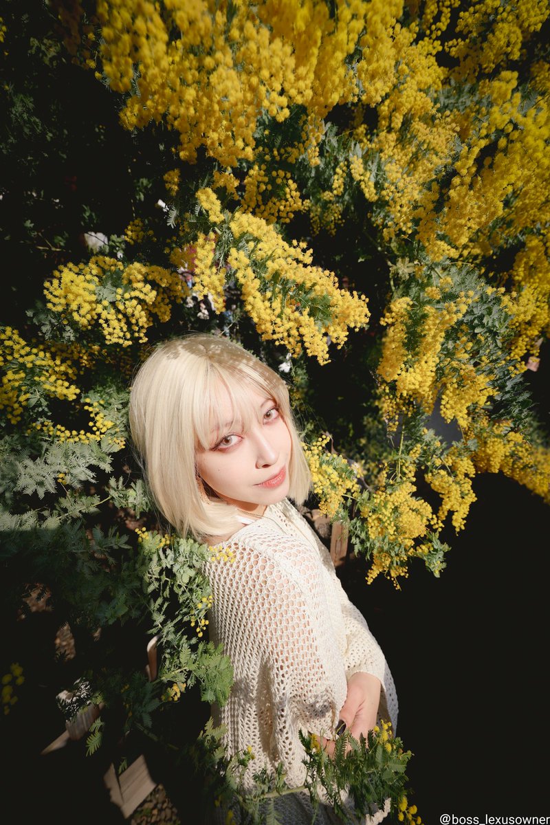 boss_lexusowner's tweet image. 急募ミモザ撮影
2023.03.09

#mimosa #ミモザ
#はせちゃん @mokehasese