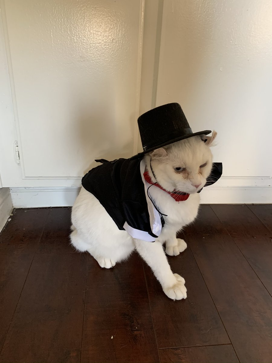 I had a wedding for my cat and dog