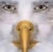 Martposting's tweet image. Feeling hawkish, #predatormode