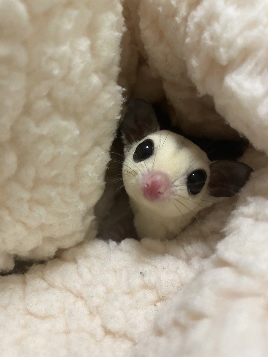 w_kn2_w's tweet photo. @ohana_1125_ ノーマル・クリミノ・プラモザの
3匹飼育してます🐹🌼
アクリルケージに応募させて頂きたいです！

よろしくお願い致します🙏✨ https://t.co/9DxQcQZZku