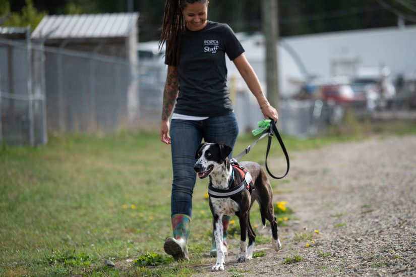 ❤Do you love animals? Are you passionate about animal welfare? The BC SPCA is hiring!

🐾Visit spca.bc.ca/about-us/caree… to view our full list of opportunities.
