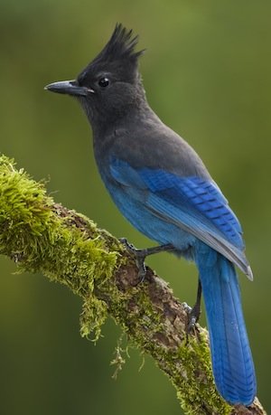 jodi simpin' tweet media