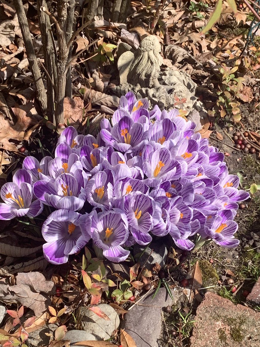 robin_bryson's tweet photo. Spring can’t be too far away. https://t.co/ZI6egM6YOJ