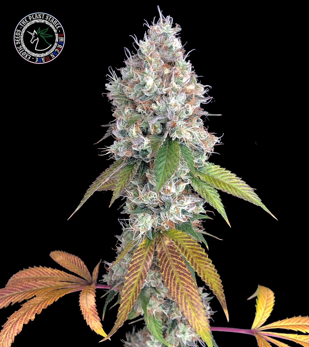 MO GMO

( Notorious x Garlic Daiquiri )
Created, Hunted & Cultivated by Yours Truly 

#mogmo #cannabisphotography #cannabisseeds #theplantstable #cannabis #farmbillcompliant