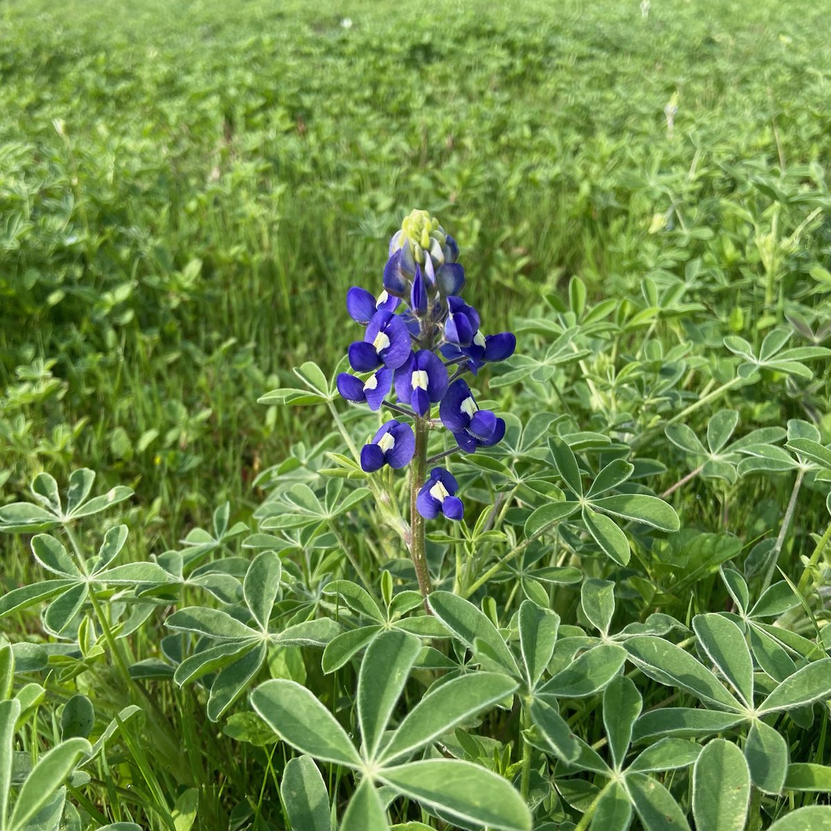 Don't let blooms along the highway trick you into heading to Ennis for fields of bluebonnets yet. The highways bloom early due to heat from the the road &amp; cars. Definitely come visit us for the other awesome things going on in Ennis,  just don't expect to see  bluebonnets yet.